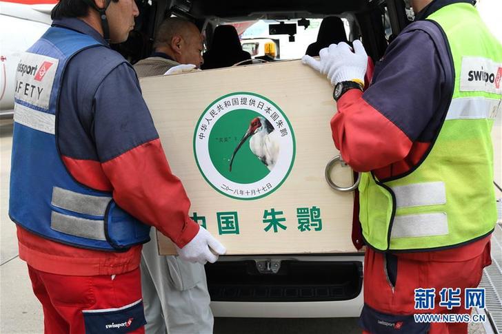 (國際)(1)中國提供的一對朱鹮抵達(dá)日本佐渡朱鹮保護(hù)中心