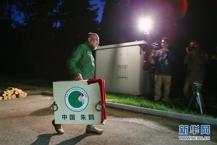 (國際)(3)中國提供的一對朱鹮抵達(dá)日本佐渡朱鹮保護(hù)中心