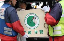 （國際）（1）中國提供的一對朱鹮抵達日本佐渡朱鹮保護中心