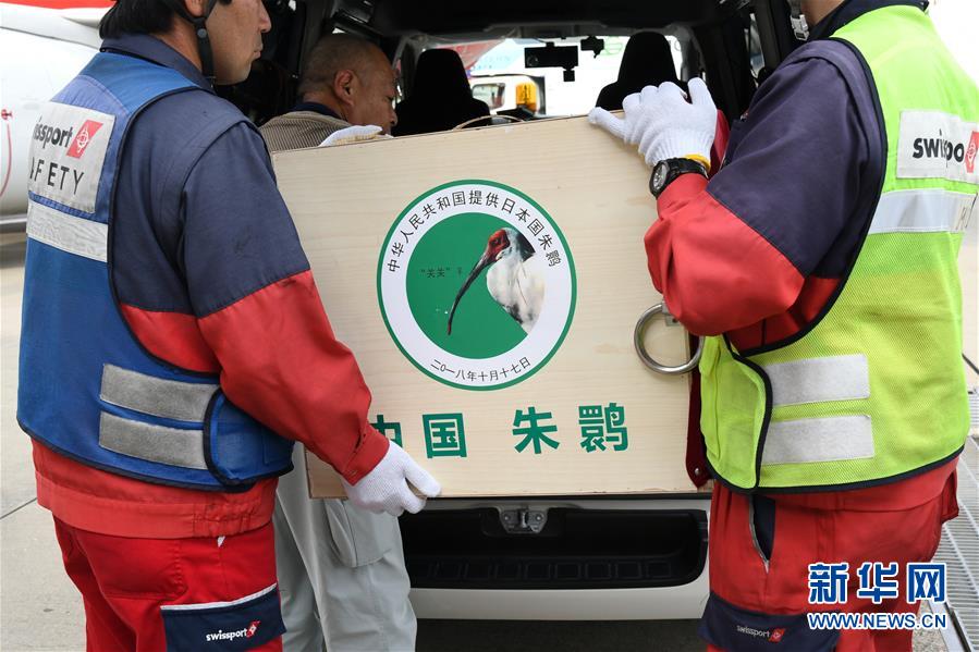 （國際）（1）中國提供的一對朱鹮抵達日本佐渡朱鹮保護中心