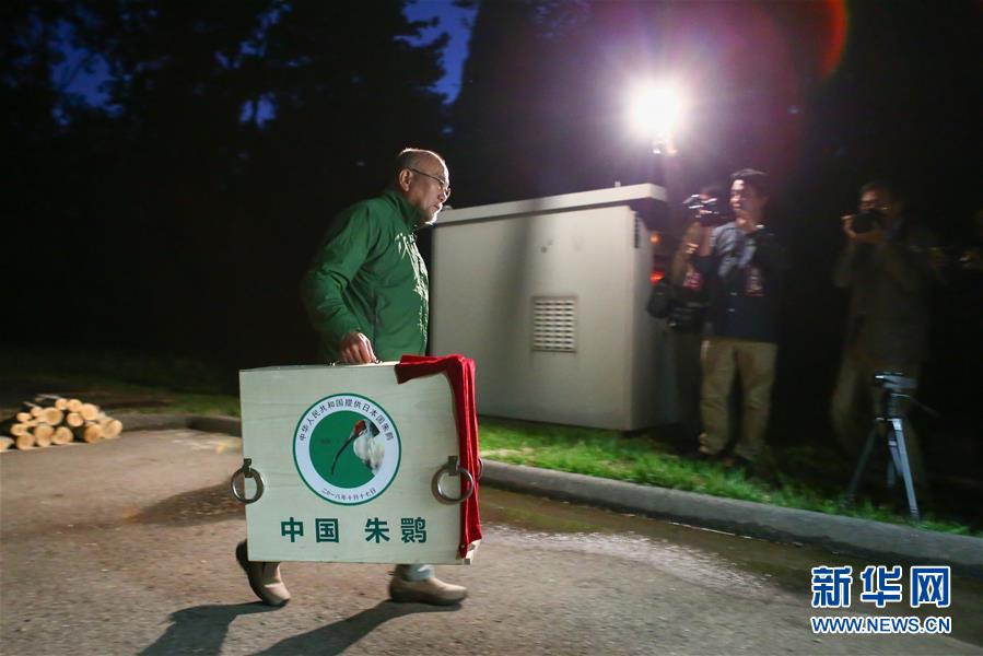 （國際）（3）中國提供的一對朱鹮抵達日本佐渡朱鹮保護中心
