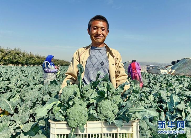 (社會)(2)河北樂亭:壯大果菜產(chǎn)業(yè) 助推鄉(xiāng)村振興