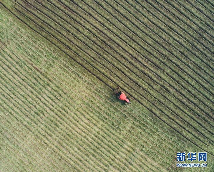 （經濟）（1）“產業升級”龜鱉養殖棚變身綠色生態稻米基地