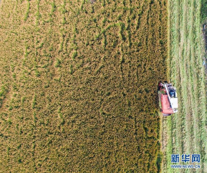 （經(jīng)濟(jì)）（7）“產(chǎn)業(yè)升級(jí)”龜鱉養(yǎng)殖棚變身綠色生態(tài)稻米基地