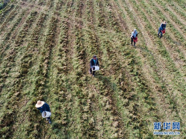 （經濟）（4）“產業升級”龜鱉養殖棚變身綠色生態稻米基地