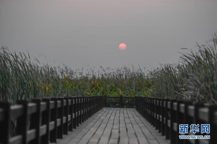 （環境）（6）杭州灣濕地的落日秋韻