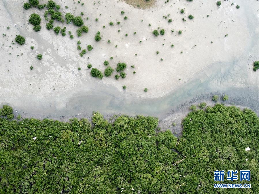 (環境)(5)“海上森林”筑牢北部灣生態屏障