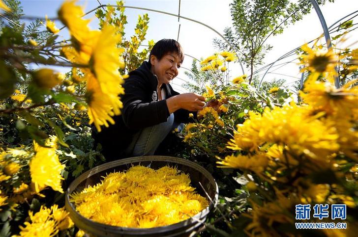 （經(jīng)濟(jì)）（2）特色菊花種植鋪就致富路