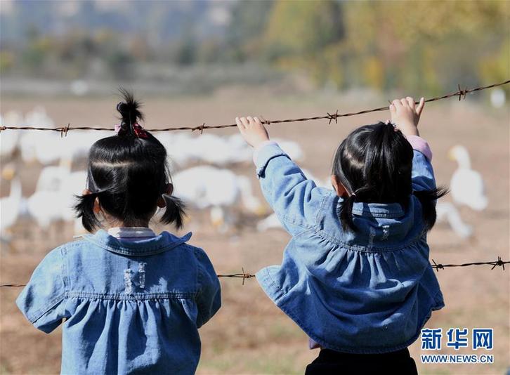 （生態(tài)）（2）山西黃河濕地“迎來”首批越冬野生大天鵝