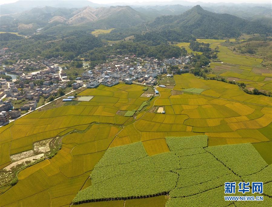 （經濟）（1）田園秋色美