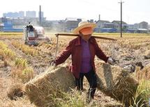 （走基層 聽民聲·圖文互動）（2）秸稈變形記