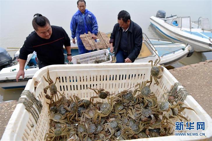 （經濟）（2）軍山湖大閘蟹進入全面捕撈期