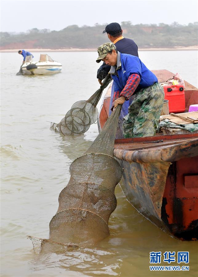 （經濟）（3）軍山湖大閘蟹進入全面捕撈期
