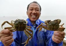 （經(jīng)濟）（1）軍山湖大閘蟹進入全面捕撈期