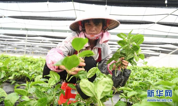 (經濟)(1)發展水果種植 助力脫貧攻堅