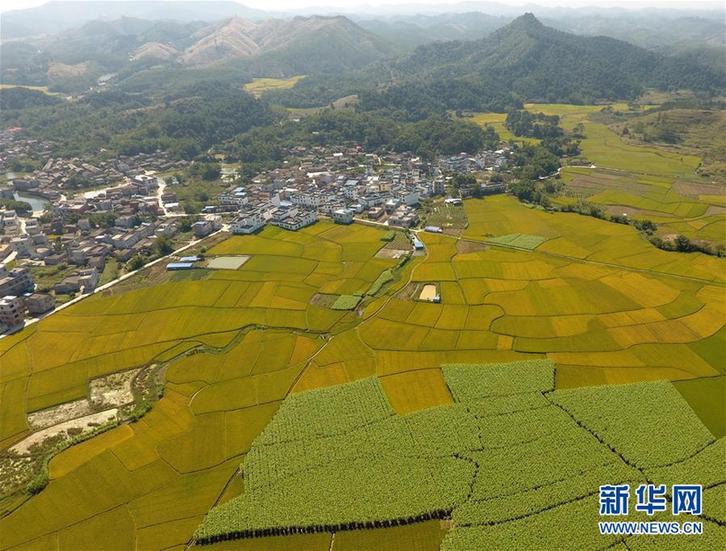 (經濟)(1)田園秋色美
