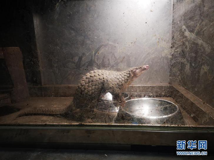 （圖文互動）（1）湖南破獲特大非法販賣穿山甲案