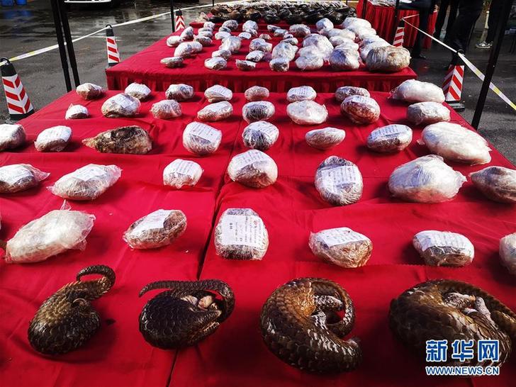 （圖文互動）（2）湖南破獲特大非法販賣穿山甲案