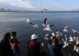 （環境）（1）云南大理：洱海景色秀麗