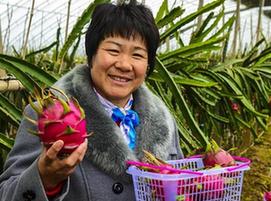（經濟）（2）河北武強：“南果北種”開啟致富路