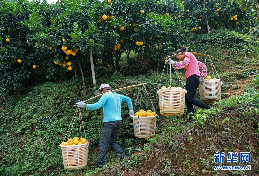 （經濟）（5）江西：“臍橙之鄉”豐收采摘忙