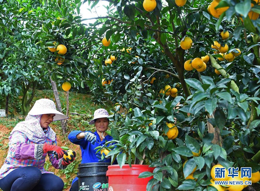 （經濟）（6）江西：“臍橙之鄉”豐收采摘忙