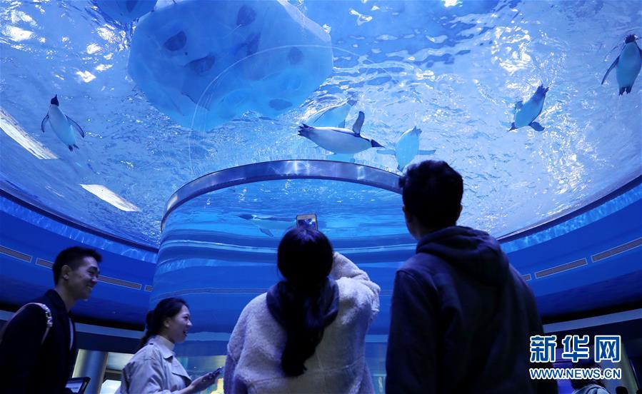(社會)(3)上海海昌海洋公園開門迎客
