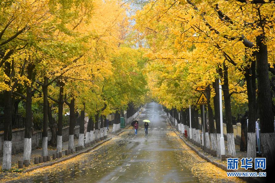(鏡觀中國·新華社國內(nèi)照片一周精選)(15)留住金秋