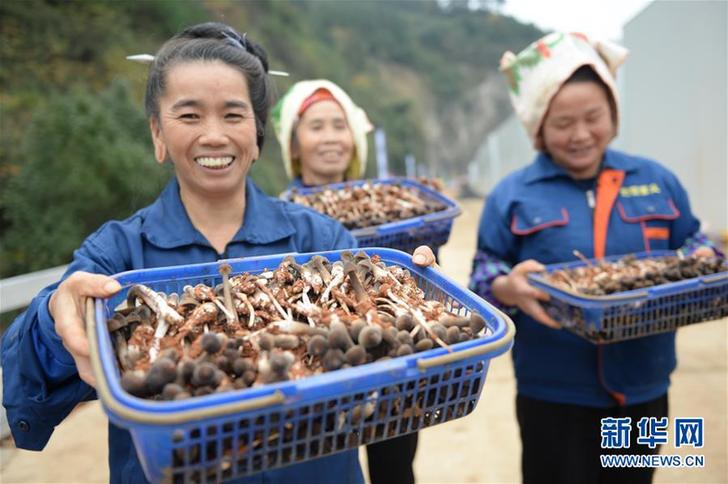 （經濟）（1）貴州劍河：規(guī)模種植食用菌助農增收