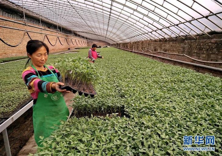 （經濟）（2）河北肅寧：科學育苗助農增收