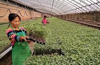 （經濟）（2）河北肅寧：科學育苗助農增收
