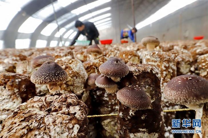 （經濟）（1）河北遵化：食用菌種植富農家