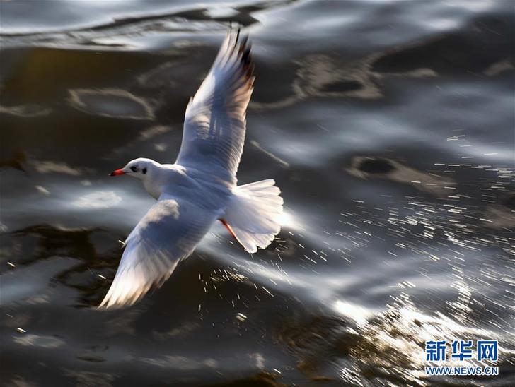（環境）（2）昆明：紅嘴鷗光影