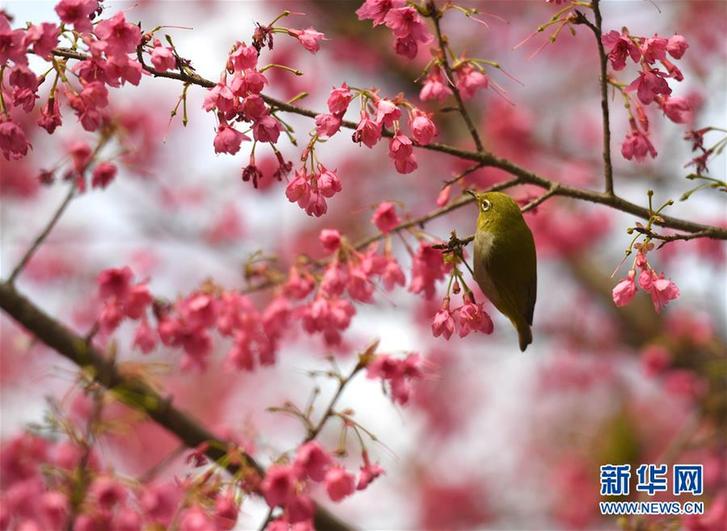 (新華全媒頭條·圖文互動)(輝煌60年·壯美新廣西)(4)生態優勢金不換——一幅鋪滿壯鄉大地的生態畫卷