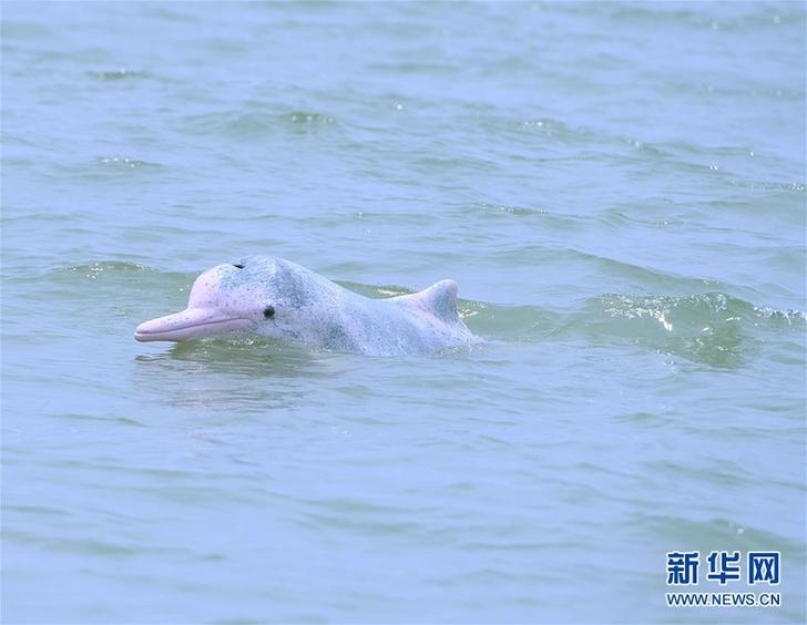 (新華全媒頭條·圖文互動)(輝煌60年·壯美新廣西)(5)生態優勢金不換——一幅鋪滿壯鄉大地的生態畫卷