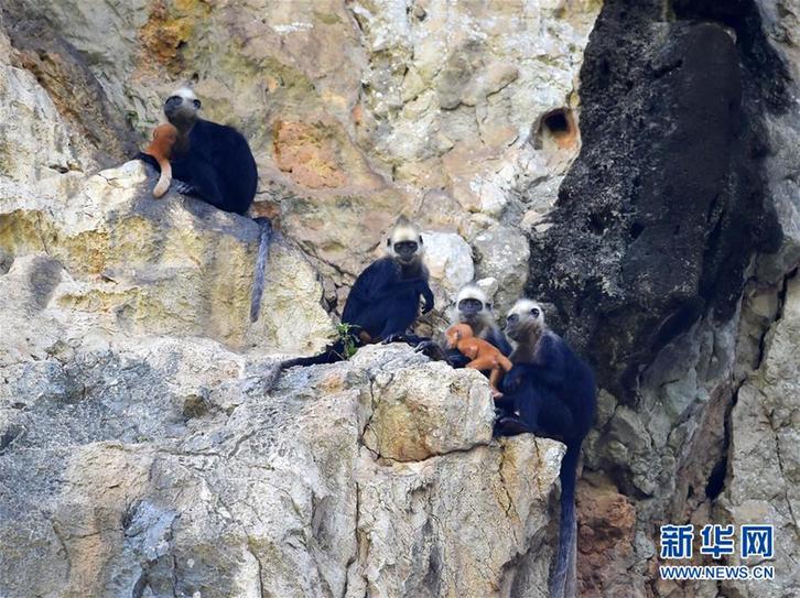 (新華全媒頭條·圖文互動)(輝煌60年·壯美新廣西)(9)生態優勢金不換——一幅鋪滿壯鄉大地的生態畫卷