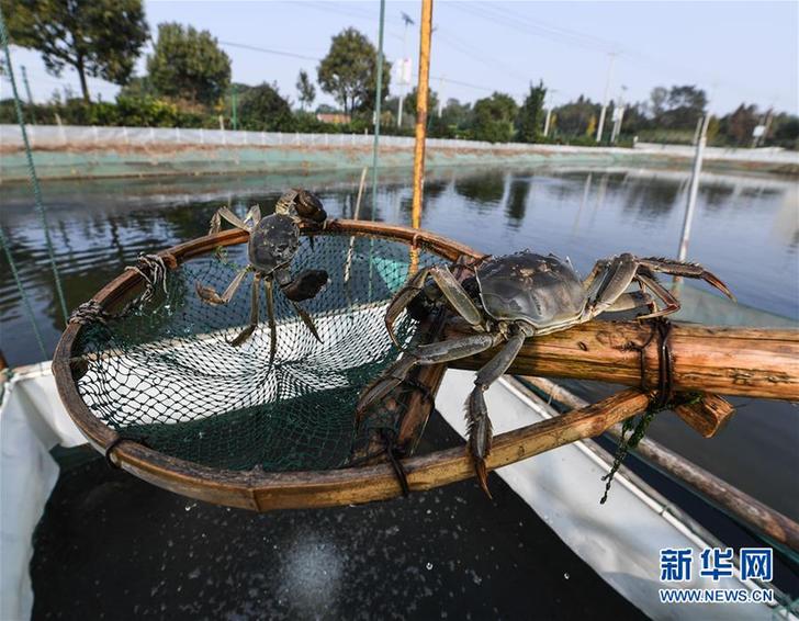 (經濟)(2)生態河蟹鋪就鄉村致富路