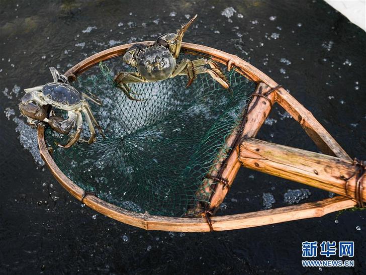 (經濟)(3)生態河蟹鋪就鄉村致富路