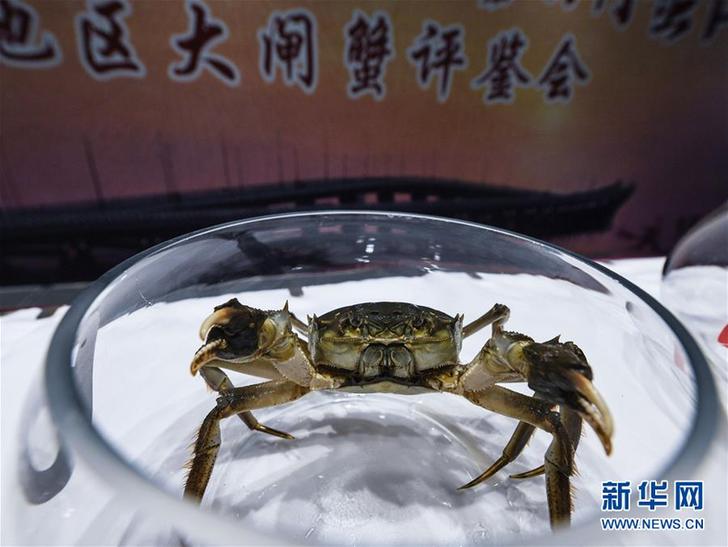 (經濟)(7)生態河蟹鋪就鄉村致富路