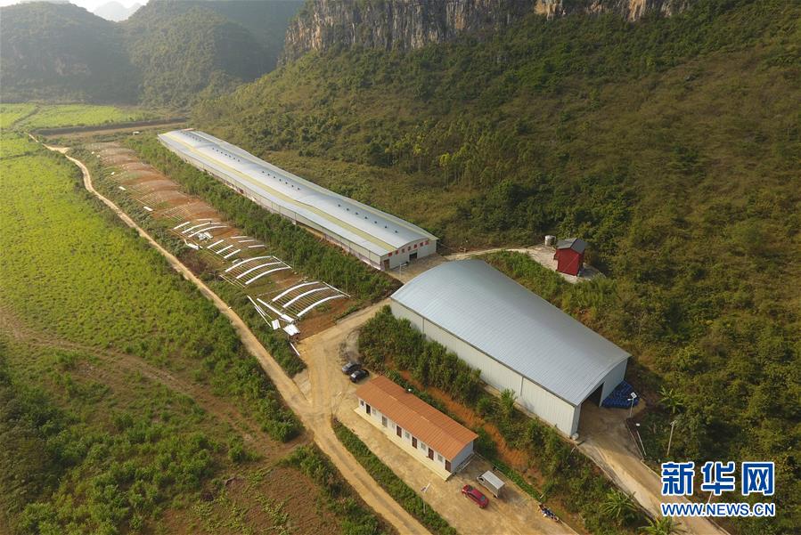 （經濟）（1）廣西武鳴：基地養殖助增收