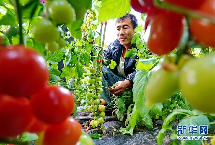 （經濟）（1）河北昌黎：設施蔬菜種植助農增收