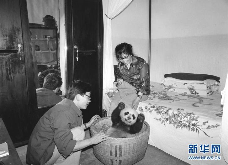 （圖文互動）（5）“熊貓小姐”金勖琪：我與世界級萌寵的不解緣