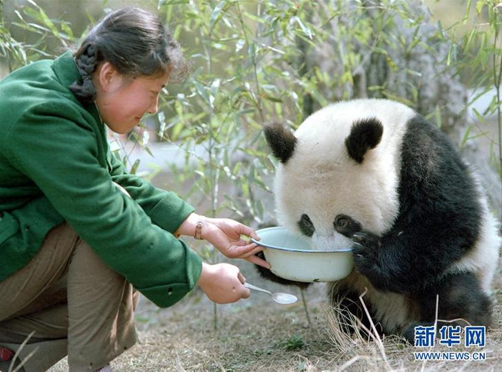 （圖文互動）（6）“熊貓小姐”金勖琪：我與世界級萌寵的不解緣