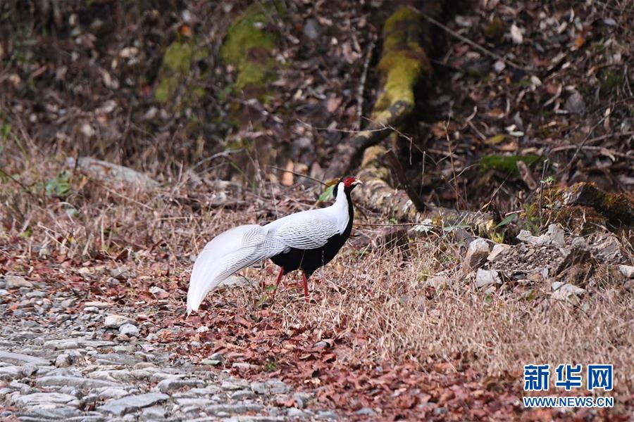 （社會）（2）武夷山國家公園開展生態(tài)科考活動