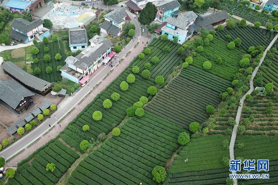 (百城百縣百企調(diào)研行·圖文互動)(2)貴州湄潭:綠浪淘心 茶富萬民