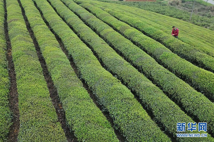 (百城百縣百企調(diào)研行·圖文互動)(4)貴州湄潭:綠浪淘心 茶富萬民