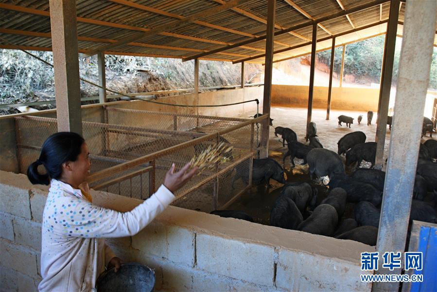 (在習(xí)近平新時代中國特色社會主義思想指引下——新時代新作為新篇章)(11)拉祜唱響脫貧歌