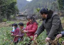 （走基層 聽民聲）（1）重慶“雷區(qū)”: 貧困漸遠(yuǎn) 幸福平安