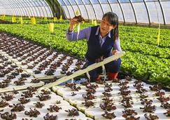 （經濟）（1）河北永清：無土水培蔬菜助推產業升級