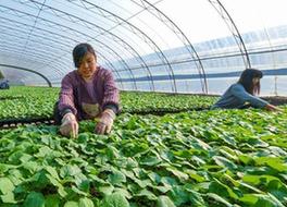 （經濟）（1）“訂單育苗”助力脫貧增收